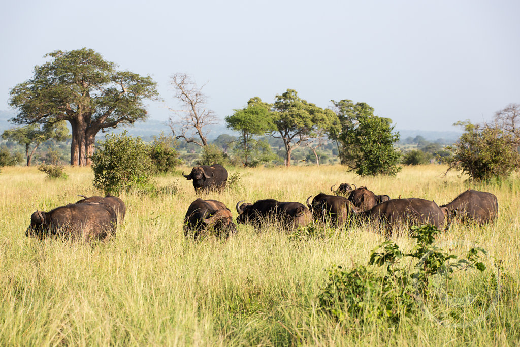 A herd of buffalos