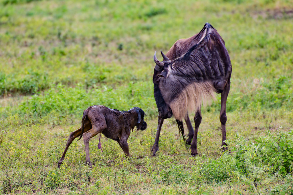 Newborn gnu trying to stand up