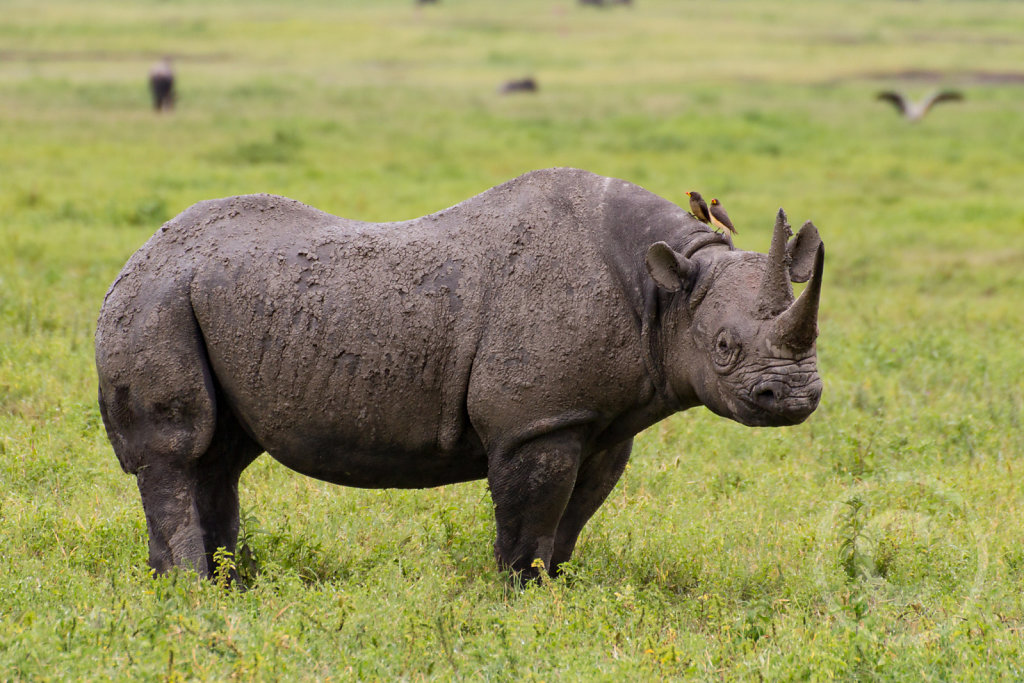 Rhino closeup